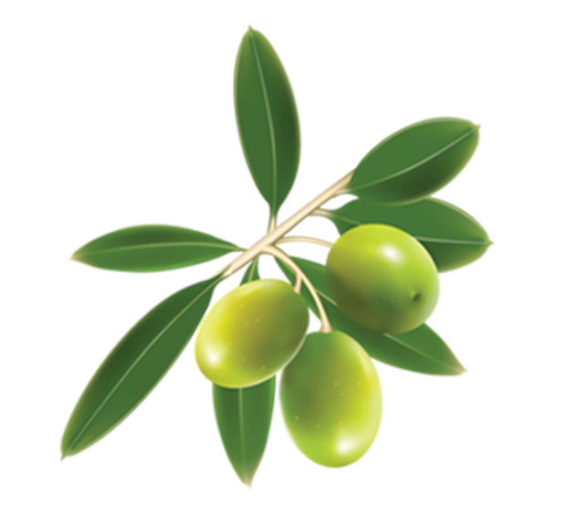 Agrointec Oleicultura