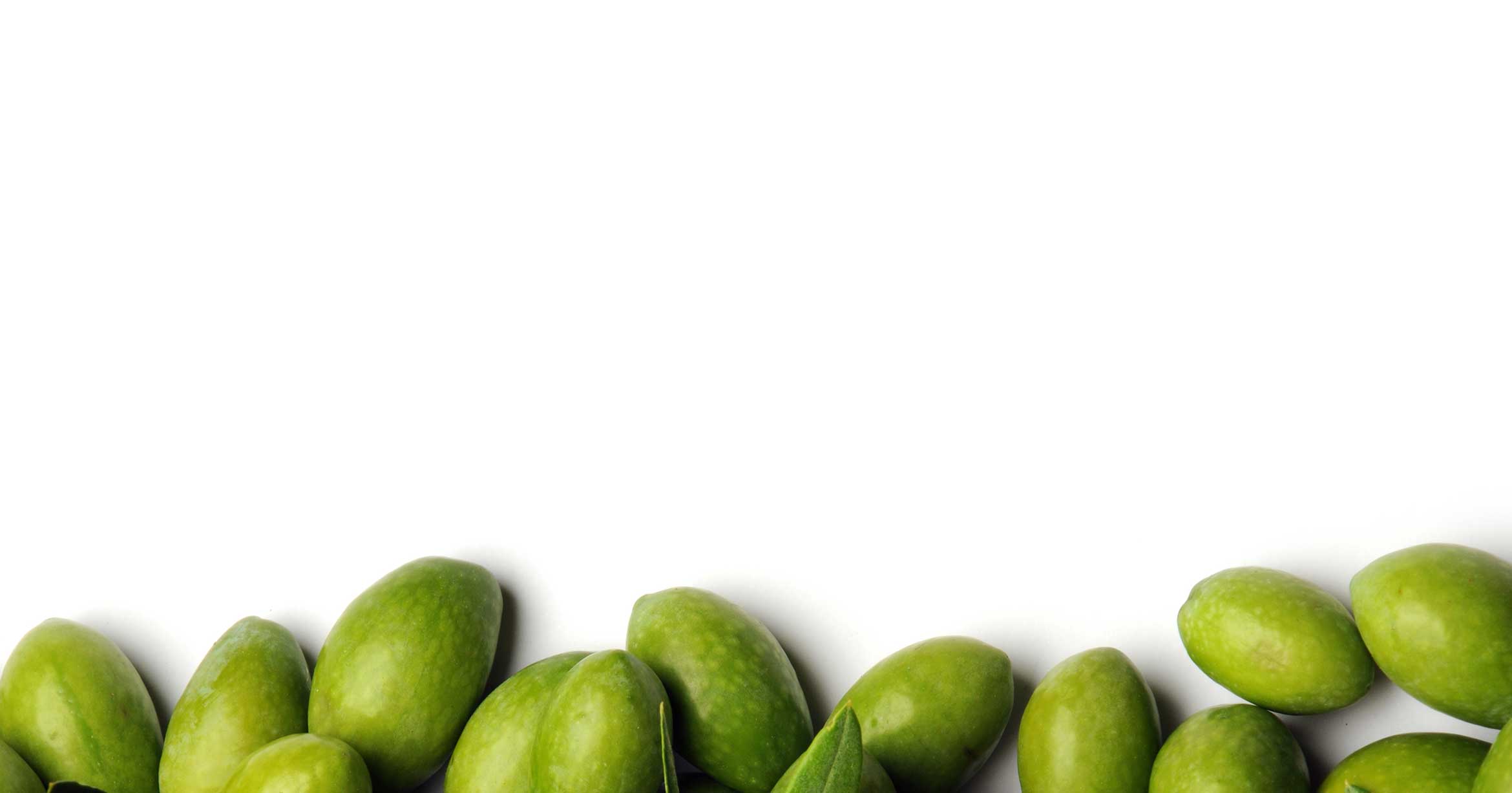 Agrointec Oleicultura