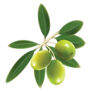 OLEICULTURA Agrointec Solutions OLEICULTURA Agrointec Solutions