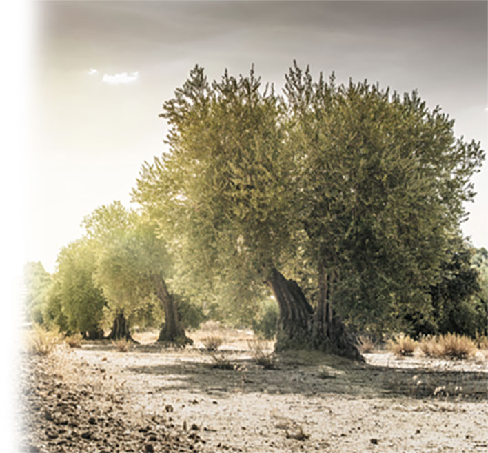 OLEICULTURA Agrointec Solutions OLEICULTURA Agrointec Solutions