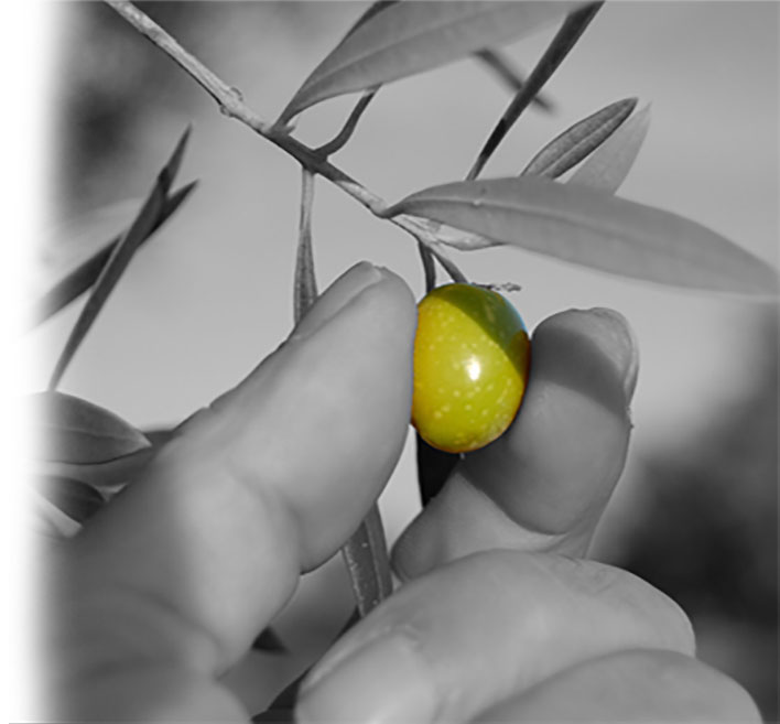 OLEICULTURA Agrointec Solutions OLEICULTURA Agrointec Solutions
