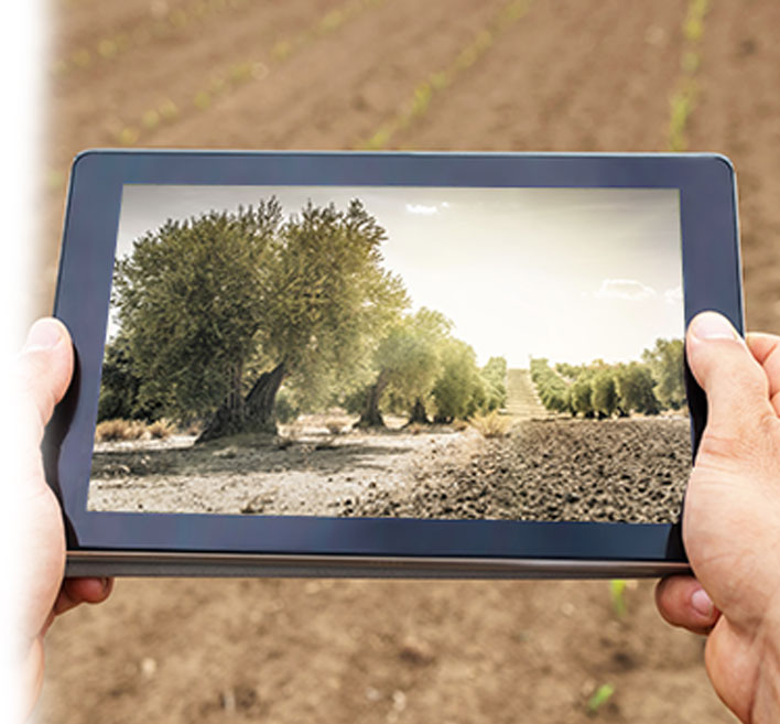 OLEICULTURA Agrointec Solutions OLEICULTURA Agrointec Solutions