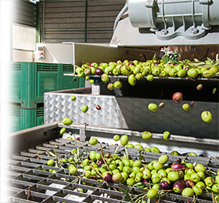 OLEICULTURA Agrointec Solutions OLEICULTURA Agrointec Solutions